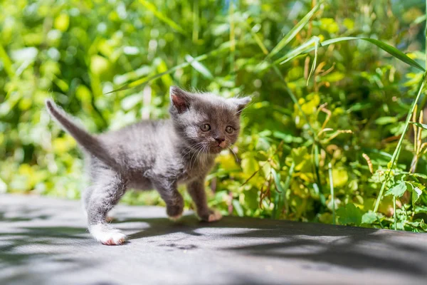 Маленький Новонароджений Сірий Кошеня Чекає Кота Милі Смішні Домашні Тварини — стокове фото