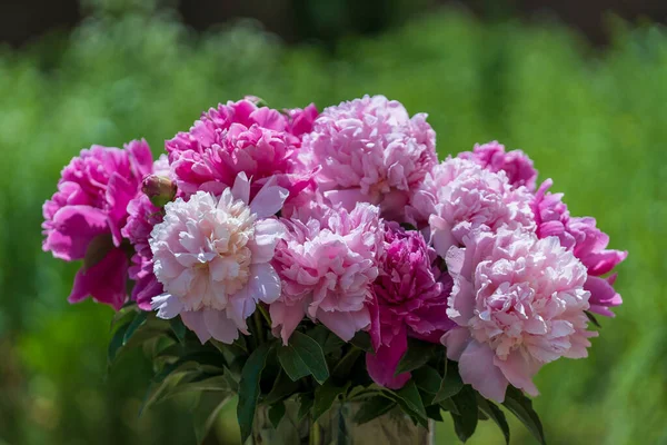 Όμορφο Μπουκέτο Από Λουλούδια Ροζ Παιώνιες Στον Κήπο Ουκρανία Πολύχρωμες Royalty Free Εικόνες Αρχείου
