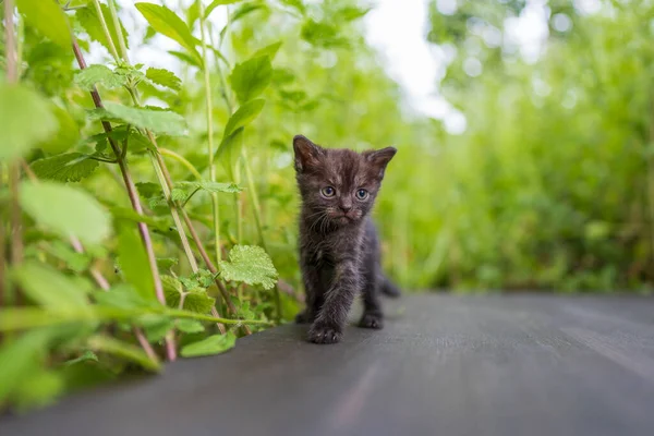 新生的黑灰小猫在等那只猫 有趣的家养宠物 把家畜关起来 1个月大的小猫生活在大自然中 — 图库照片