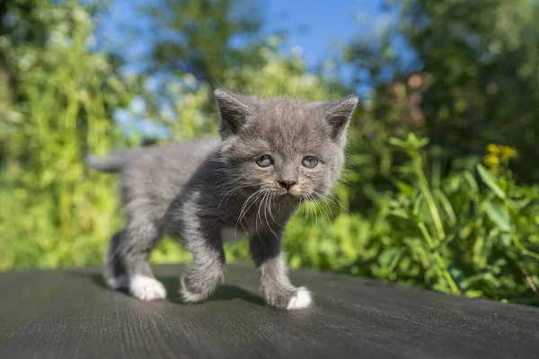 新生的小灰猫在等猫 有趣的家养宠物 把家畜关起来 1个月大的小猫生活在大自然中 — 图库照片