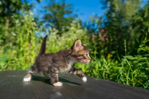 Kis Újszülött Szürke Cica Várja Macskát Aranyos Vicces Háziállatok Háziállat Jogdíjmentes Stock Képek