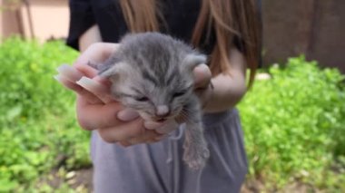 Yeni doğmuş sevimli kedi yavrusu, kızın ellerinde. Yaklaş. Çok küçük, sevimli, on günlük gri kedi yavrusu dışarıda kadınların elinde. Hayvan koruma konsepti. Hayatın ilk gününde kör kedi yavrusu