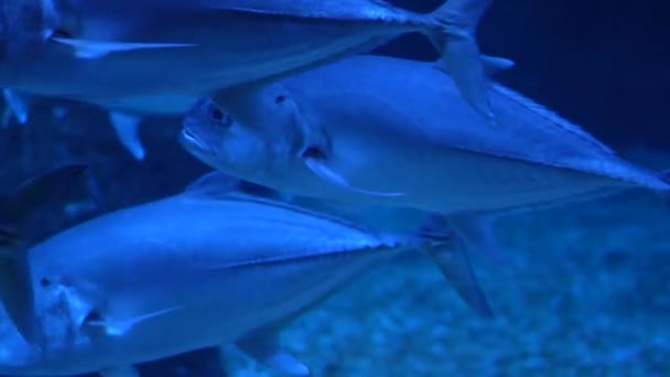 Close Big Sea Fish Swimming Underwater Inhabitants Sea World — Stock Video