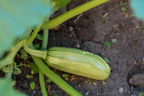Fresh Organic Green Zucchini Grows Garden Leaves Close Vegetable Village — Stockfoto