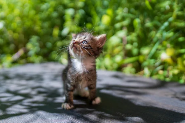 新生児の灰色の子猫が猫を待っている かわいい面白い家のペット 家畜を閉めろ 自然の中での生活の1ヶ月で子猫 — ストック写真