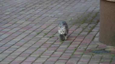 Anne kedi, yeni doğmuş kedi yavrusuyla dışarıda koşuyor. Anne kedi yavrusunu tenha bir yerde taşıyor. Evcil hayvanı kapatın.