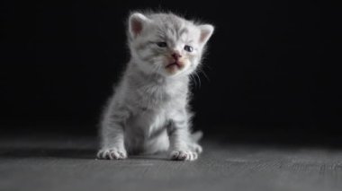 Yeni doğmuş küçük gri kedi yavrusu kediyi bekliyor. Şirin, komik ev hayvanları. Evcil hayvanı kapatın. Yavru kedi iki haftalık.