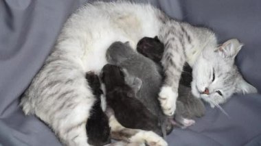 Anne kedi yavrularının yanında. Gözleri kapalı yavru kediler. Hayatlarının ilk gününde anneleriyle kör kedi yavruları. Evcil hayvanı kapatın.