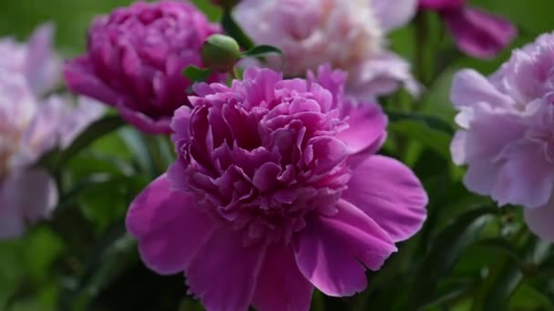 Prachtig Boeket Bloemen Roze Pioenrozen Tuin Oekraïne Kleurrijke Pioenrozen Zwaaien — Stockvideo