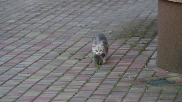 Kot Matka Biegnie Nowonarodzonym Kotkiem Ustach Zewnątrz Kot Matka Niesie — Wideo stockowe