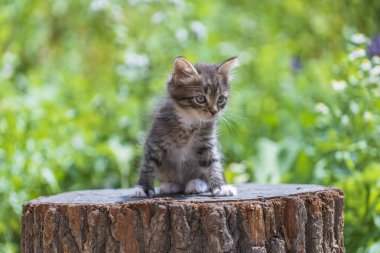 Küçük gri kedi yavrusu kediyi bekliyor. Şirin, komik ev hayvanları. Evcil hayvanı kapatın. Yavru kedi iki aylık doğada, açık havada.