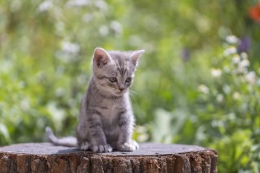 Küçük gri kedi yavrusu kediyi bekliyor. Şirin, komik ev hayvanları. Evcil hayvanı kapatın. Yavru kedi iki aylık doğada, açık havada.
