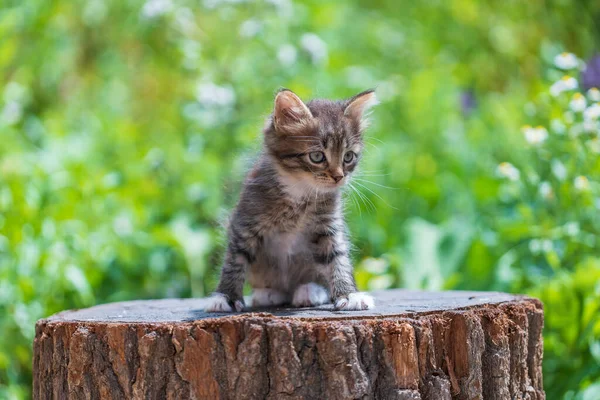 小灰猫在等猫 有趣的家养宠物 把家畜关起来 2个月大的小猫生活在大自然中 — 图库照片