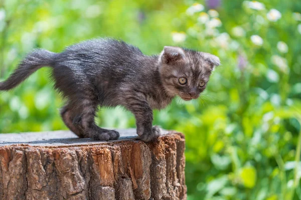 Little Gray Kitten Waiting Cat Cute Funny Home Pets Close — Stock Fotó