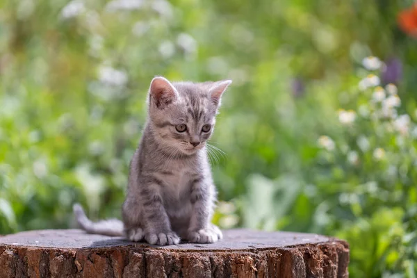 Little Gray Kitten Waiting Cat Cute Funny Home Pets Close Obrazek Stockowy