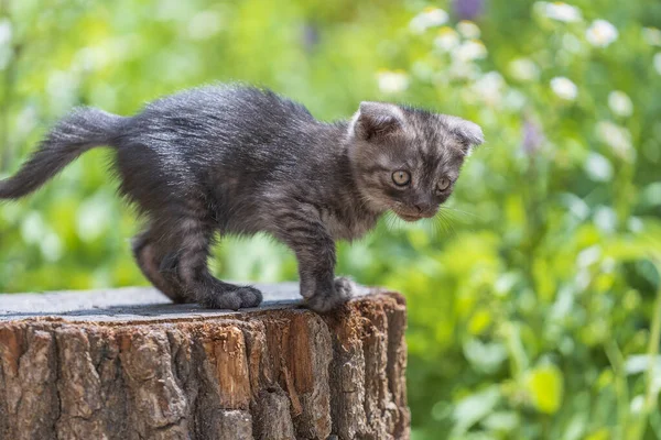 Little Gray Kitten Waiting Cat Cute Funny Home Pets Close Stockbild