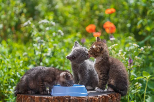 Little Three Kittens Garden Cute Funny Home Pets Close Domestic — Fotografia de Stock