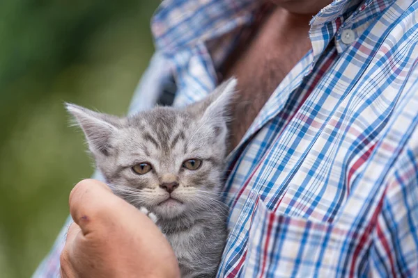 Man Holding Gray Kitten Close Pet Love Protection Concept — 图库照片