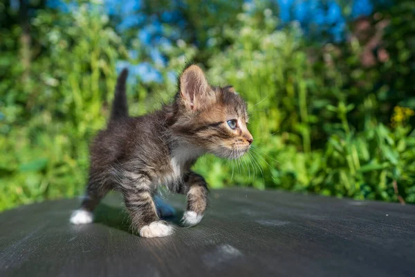 Piccolo Gattino Grigio Appena Nato Sta Aspettando Gatto Carino Simpatici Fotografia Stock