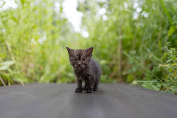 Ένα Μικρό Νεογέννητο Μαύρο Γκρι Γατάκι Περιμένει Γάτα Χαριτωμένα Αστεία Εικόνα Αρχείου