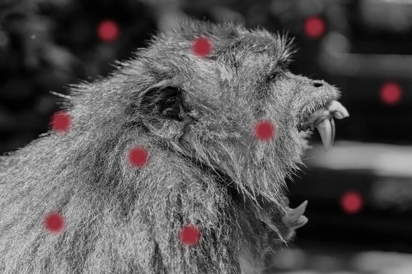 Pandemic 2022 Monkeypox Dangerous Infection Spreading World Monkeypox Outbreak Concept Stockbild