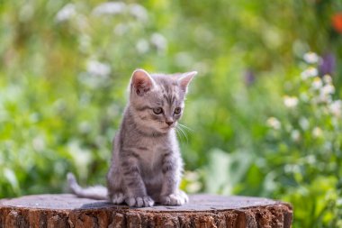Küçük gri kedi yavrusu kediyi bekliyor. Şirin, komik ev hayvanları. Evcil hayvanı kapatın. Yavru kedi iki aylık doğada, açık havada.