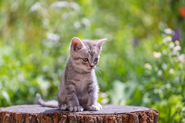 Little Gray Kitten Waiting Cat Cute Funny Home Pets Close — Stockfoto
