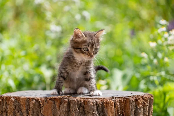 Küçük gri kedi yavrusu kediyi bekliyor. Şirin, komik ev hayvanları. Evcil hayvanı kapatın. Yavru kedi iki aylık doğada, açık havada.