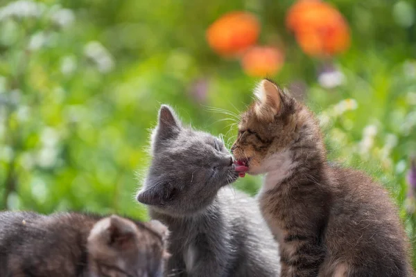 Little three kittens in the garden. Cute funny home pets. Close up domestic animal. Kitten at two month old of life on nature, outdoors