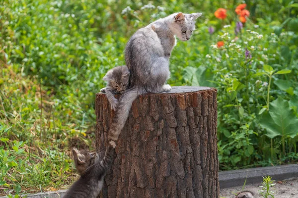 Two Adorable Kittens Play Mother Tail Garden Cute Funny Home — Stock Photo, Image