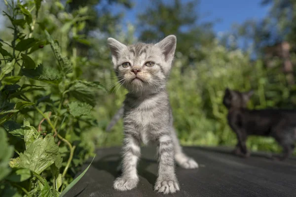 新生的小灰猫在等猫 有趣的家养宠物 把家畜关起来 1个月大的小猫生活在大自然中 — 图库照片