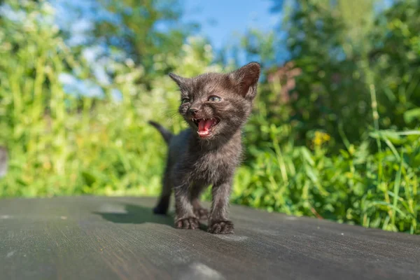 Kleine Pasgeboren Grijze Kitten Wachten Kat Leuke Grappige Huisdieren Dicht Stockafbeelding