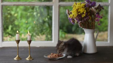 Cute gray kitten eats wet food from a plate on a windowsill next to a window in the evening next to two burning candles and a bouquet of colorful flowers, close-up, indoors