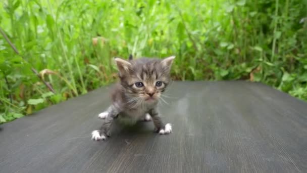 Lilla Nyfödda Grå Kattunge Väntar Katten Söta Roliga Husdjur Närbild — Stockvideo