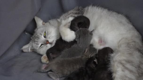 子猫の隣にいるママ猫 目を閉じて小さな新生児の子猫 視覚障害者は人生の最初の日に母親と子猫を育てます 家畜を閉鎖する — ストック動画