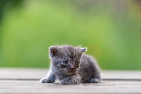 Little Newborn Gray Kitten Waiting Cat Cute Funny Home Pets — ストック写真