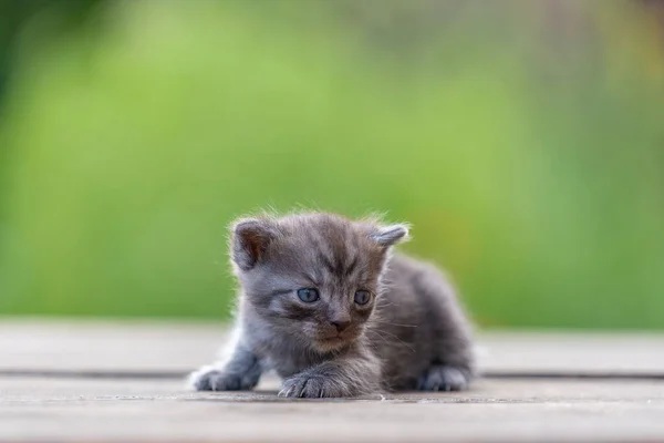 Little Newborn Gray Kitten Waiting Cat Cute Funny Home Pets Royaltyfria Stockfoton