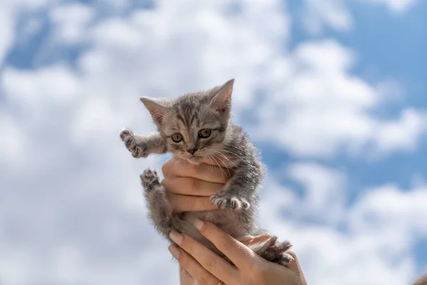 Little Gray Kitten Hands Girl Blue Sky Kitten Two Month — 스톡 사진