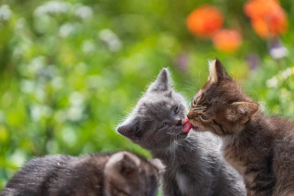 Little three kittens in the garden. Cute funny home pets. Close up domestic animal. Kitten at two month old of life on nature, outdoors