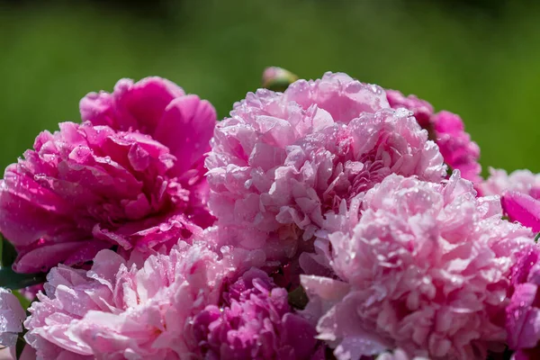 Beautiful Bouquet Flowers Pink Peonies Rain Drops Garden Ukraine Colorful — Stock Photo, Image