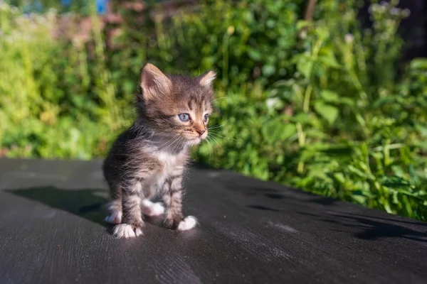 Little Newborn Gray Kitten Waiting Cat Cute Funny Home Pets — Stock Photo, Image