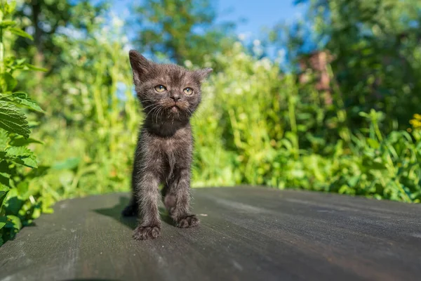 新生的黑灰小猫在等那只猫 有趣的家养宠物 把家畜关起来 1个月大的小猫生活在大自然中 — 图库照片