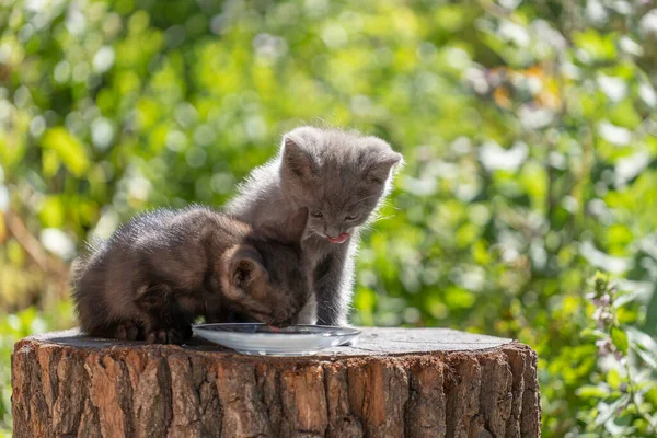 Gray Little Kittens Eats Milk Food Glass Plate Summer Day Royaltyfria Stockbilder
