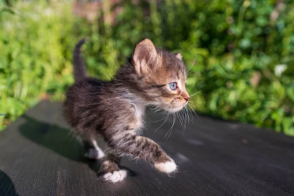 Ένα Μικρό Νεογέννητο Γκρι Γατάκι Περιμένει Γάτα Χαριτωμένα Αστεία Κατοικίδια Royalty Free Εικόνες Αρχείου