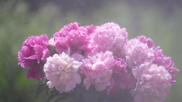 ウクライナ中の庭で花のピンクの牡丹の美しい花束 風と雨の中でカラフルな牡丹が揺れ 閉じます — ストック動画