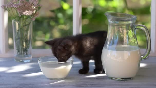 Black Little Kitten Eats Milk Food Glass Bowl Windowsill Window — Stockvideo