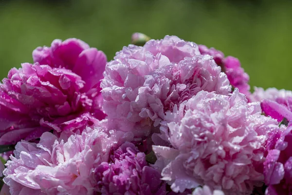 Bellissimo Bouquet Fiori Peonie Rosa Con Gocce Pioggia Giardino Ucraina — Foto Stock