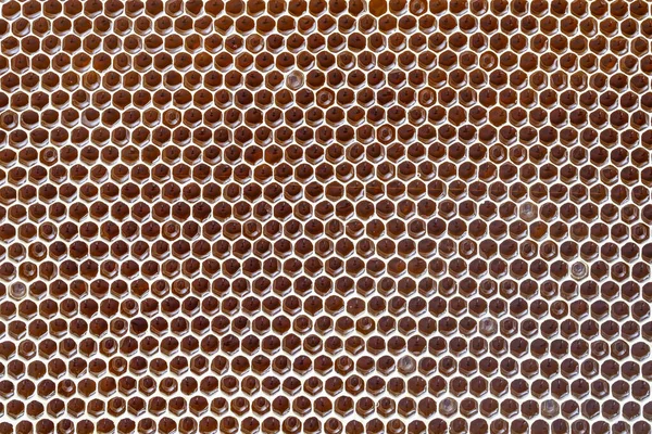 Closeup of a honeycomb with honey. Background texture and pattern of a section of wax honeycomb from a bee hive filled with honey