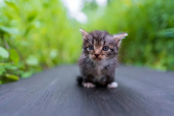 Piccolo Gattino Grigio Appena Nato Sta Aspettando Gatto Carino Simpatici — Foto Stock