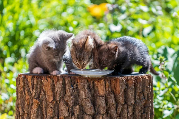 Gray Little Kittens Eats Milk Food Glass Plate Summer Day Εικόνα Αρχείου